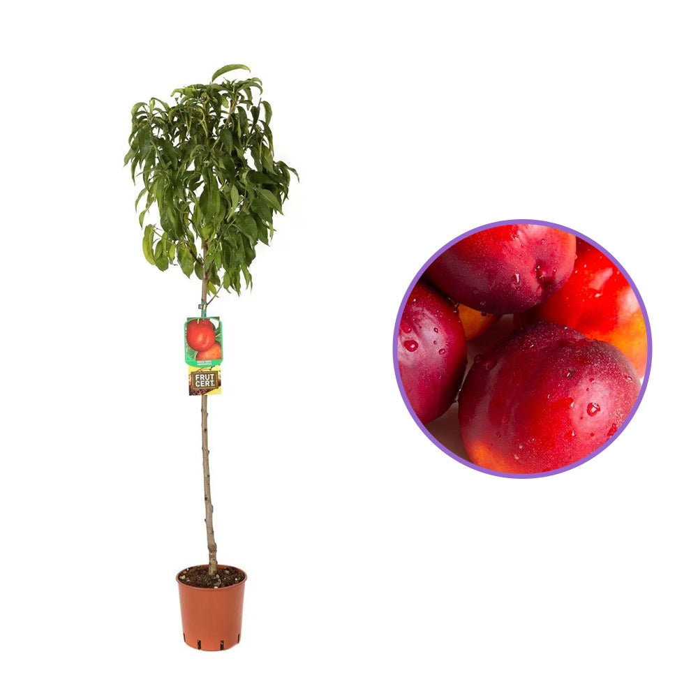 Nectarin (Prunus Persica) Noce Indipendence cu fructe rosii-galbene, an 2 pe rod