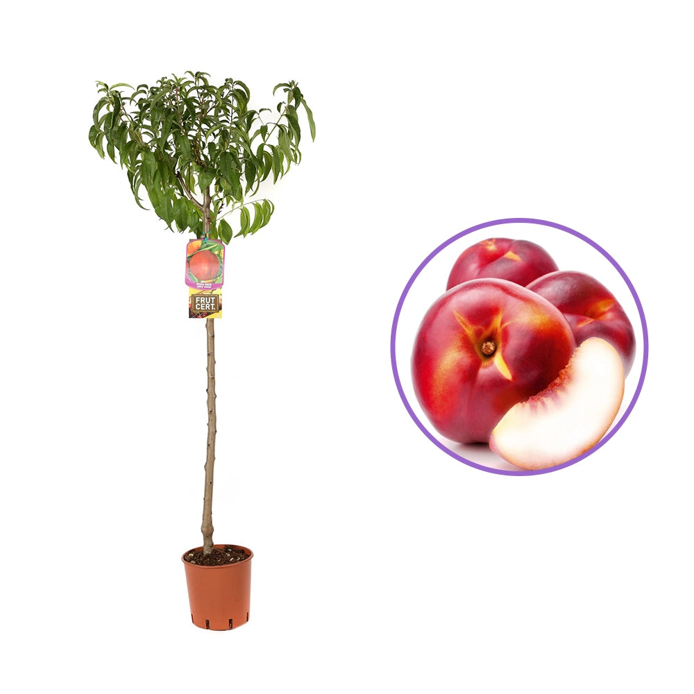 Nectarin (Prunus Persica) Noce Snow Queen cu fructe rosii-crem, an 2 pe rod