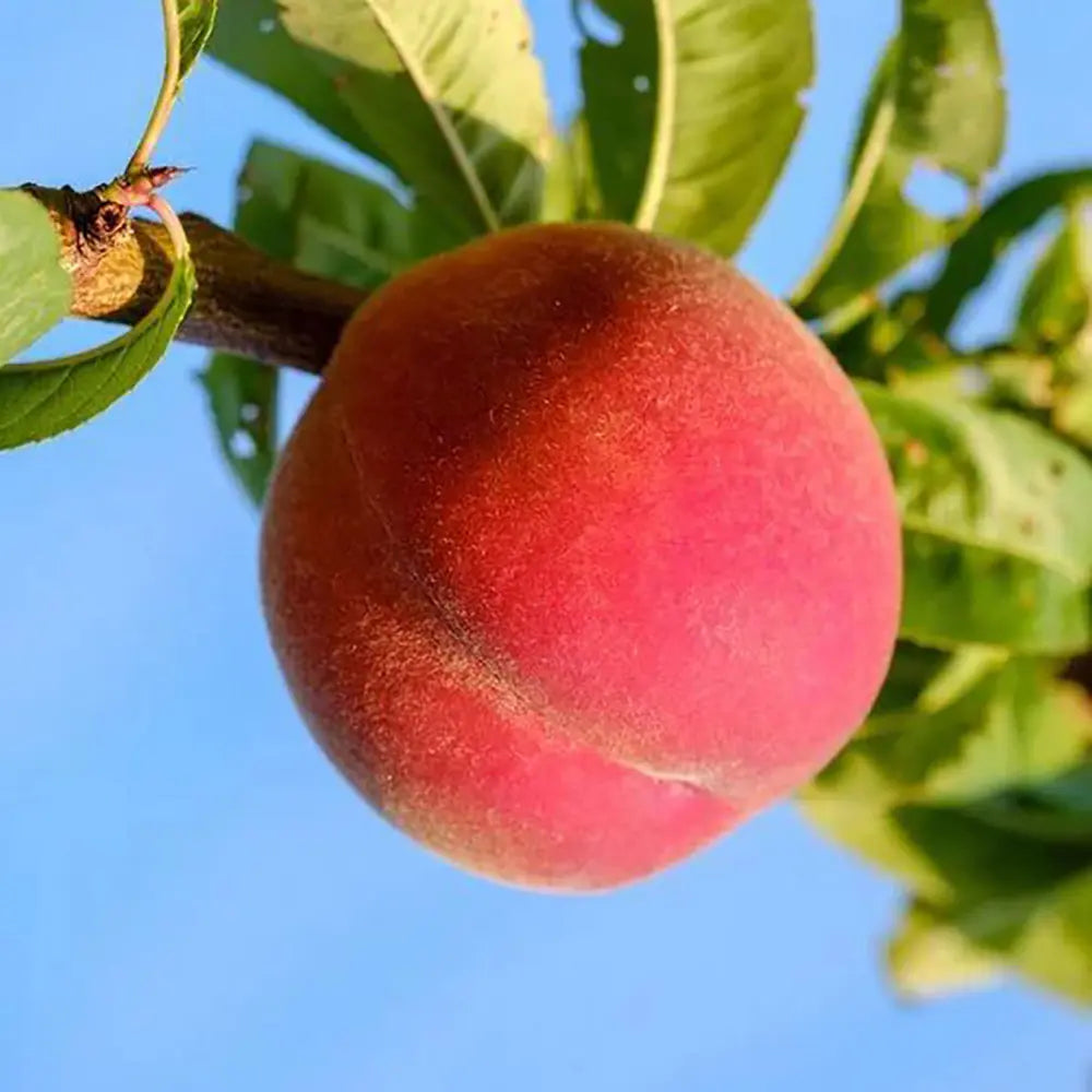 Piersic (Prunus Persica) Suncrest cu fructe rosiatice, an 2 pe rod