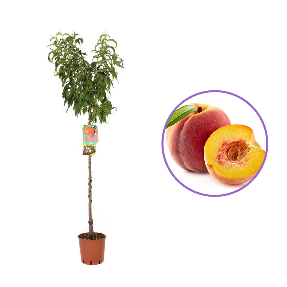 Piersic (Prunus Persica) Suncrest cu fructe rosiatice, an 2 pe rod