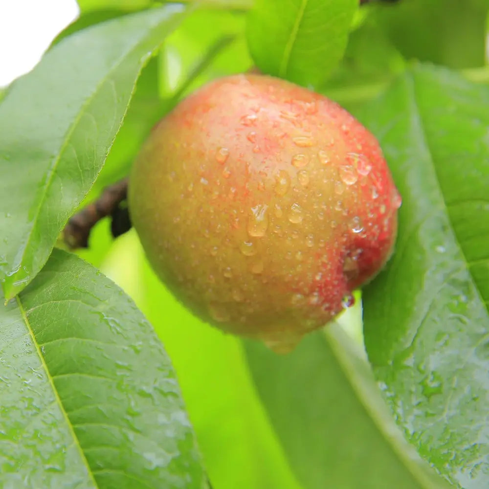 Nectarin (Prunus Persica) Noce Venus cu fructe rosii-galbene, an 2 pe rod