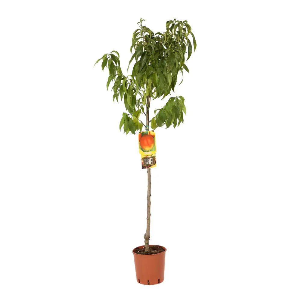 Nectarin (Prunus Persica) Noce Venus cu fructe rosii-galbene, an 2 pe rod