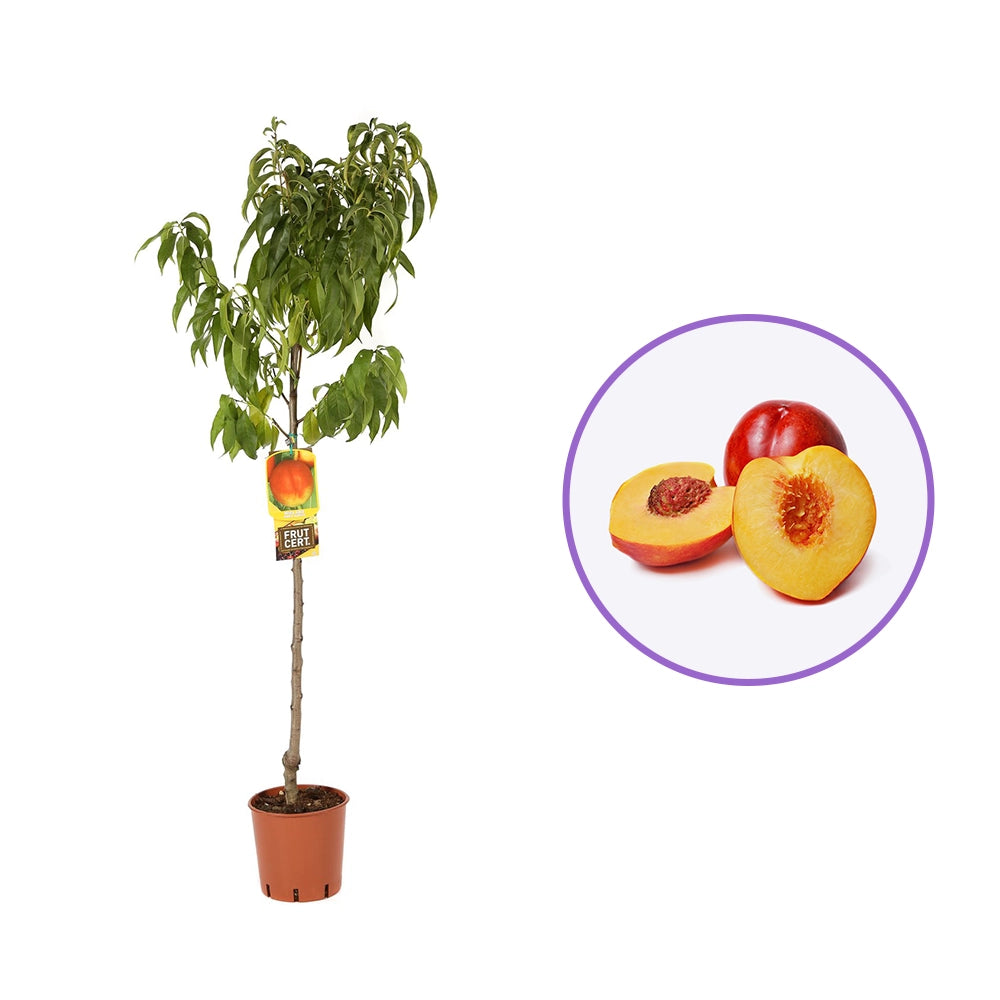 Nectarin (Prunus Persica) Noce Venus cu fructe rosii-galbene, an 2 pe rod