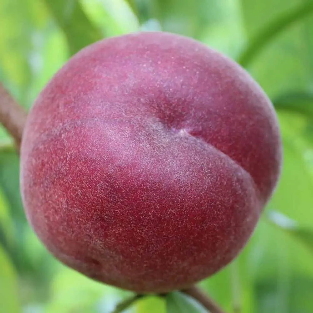 Piersic (Prunus Persica) Rich Lady cu fructe burgundii, an 2 pe rod