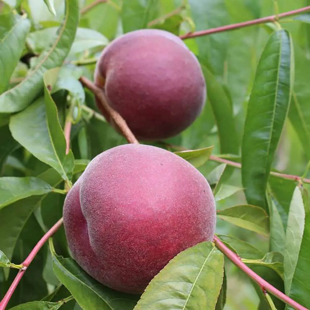 Piersic (Prunus Persica) Royal Glory cu fructe burgundii-rosii, an 2 pe rod