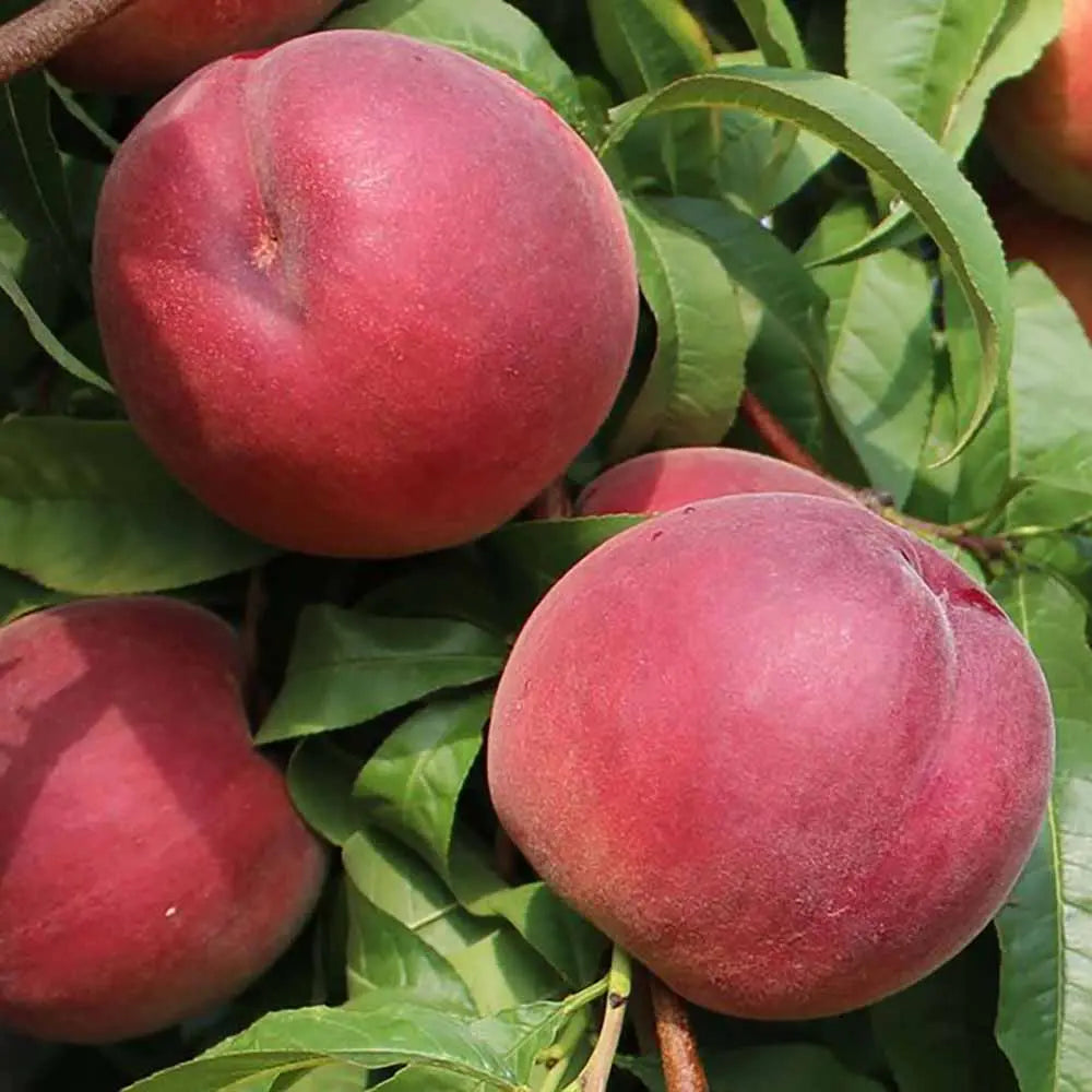 Piersic (Prunus Persica) Royal Glory cu fructe burgundii-rosii, an 2 pe rod