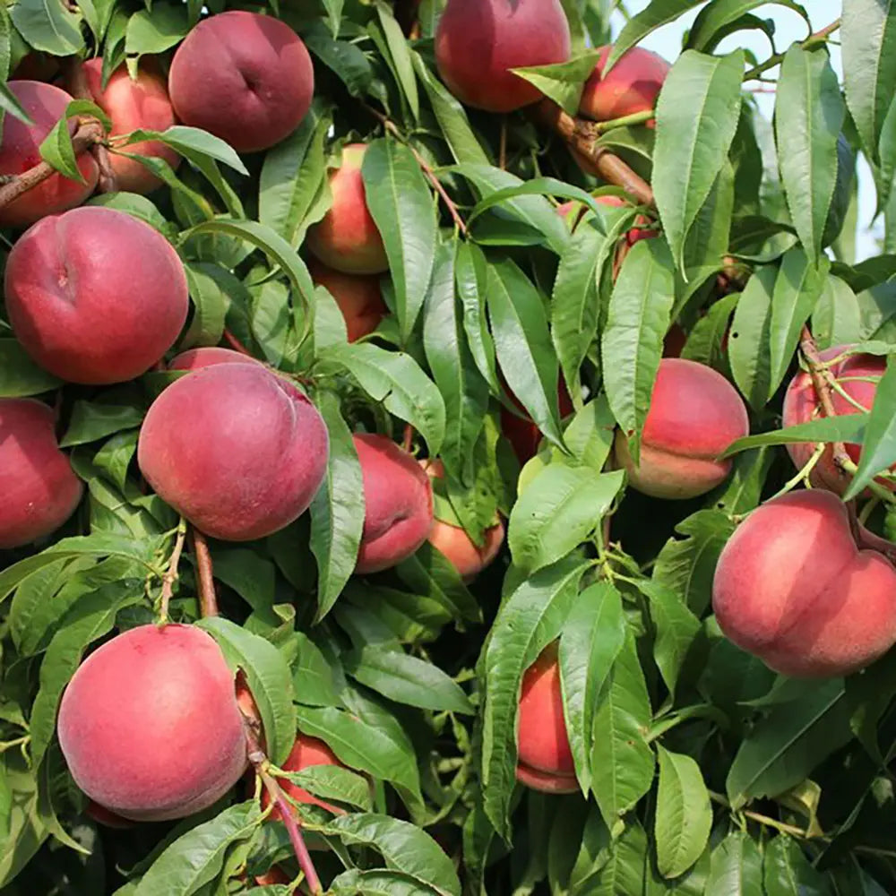 Piersic (Prunus Persica) Royal Glory cu fructe burgundii-rosii, an 2 pe rod