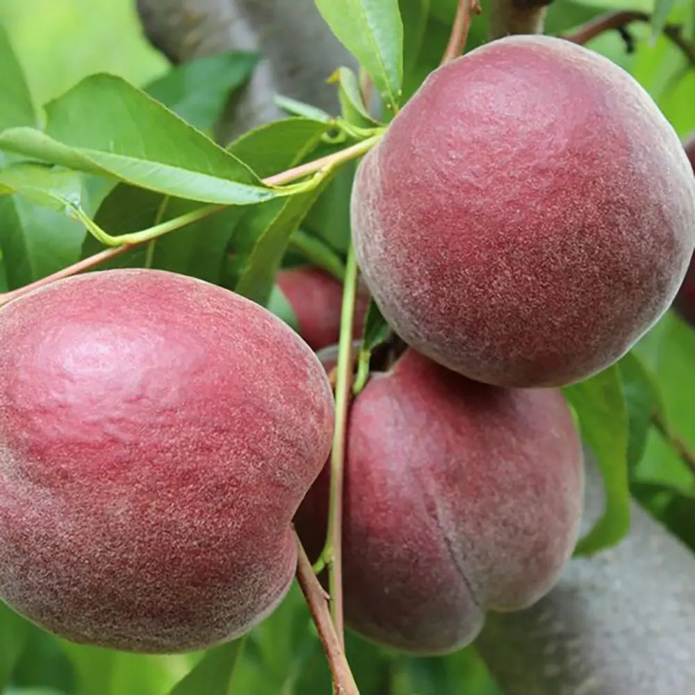 Piersic (Prunus Persica) Royal Glory cu fructe burgundii-rosii, an 2 pe rod