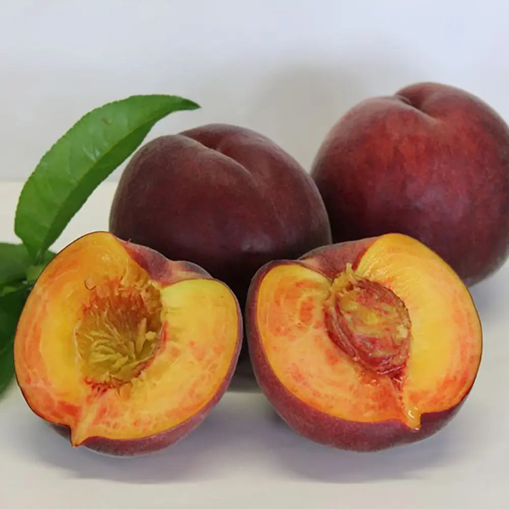 Piersic (Prunus Persica) Royal Glory cu fructe burgundii-rosii, an 2 pe rod