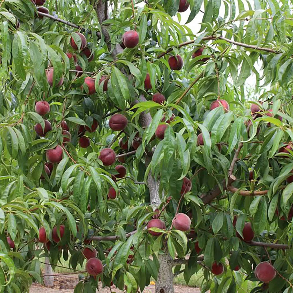 Piersic (Prunus Persica) Royal Glory cu fructe burgundii-rosii, an 2 pe rod