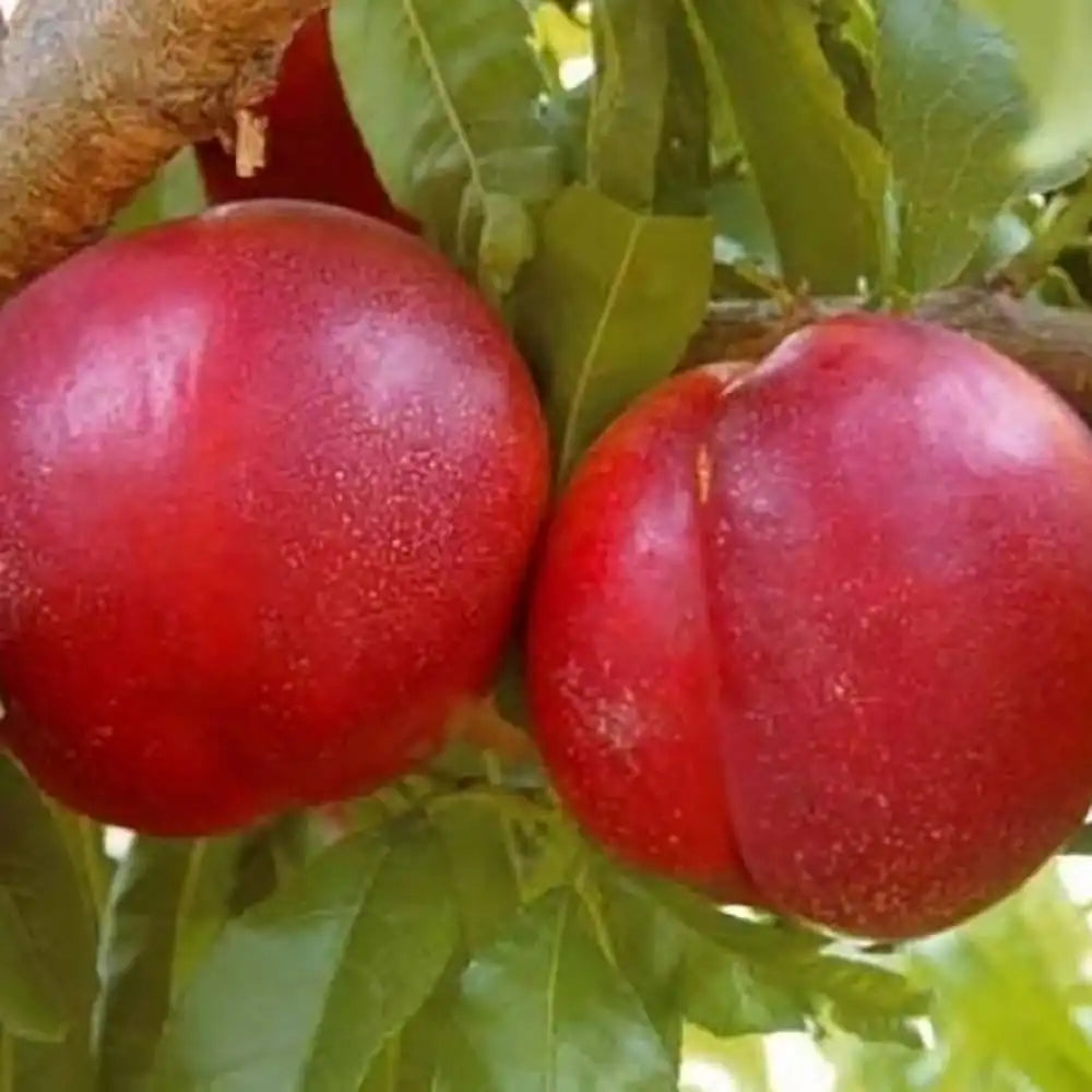 Piersic (Prunus Persica) Venus cu fructe rosii, an 3 pe rod