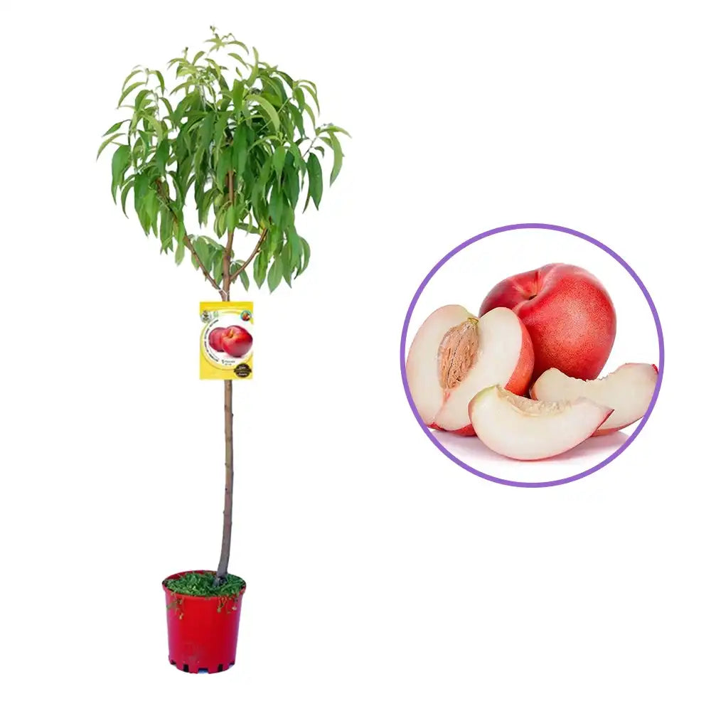 Piersic (Prunus Persica) Venus cu fructe rosii, an 3 pe rod