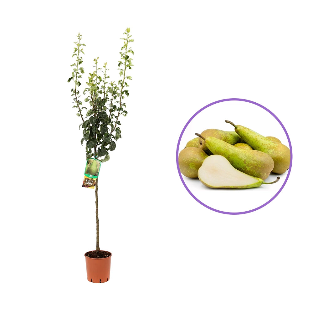 Par (Pyrus Communis) Conference, cu fruncte alungite dulci si suculente, an 2 pe rod