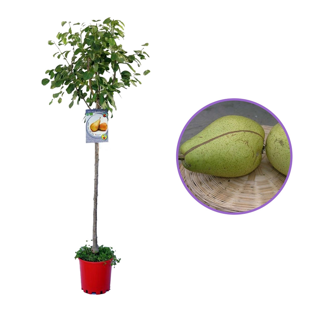 Par (Pyrus Communis) Curato, cu fructe galbene-verzui dulci, an 2 pe rod