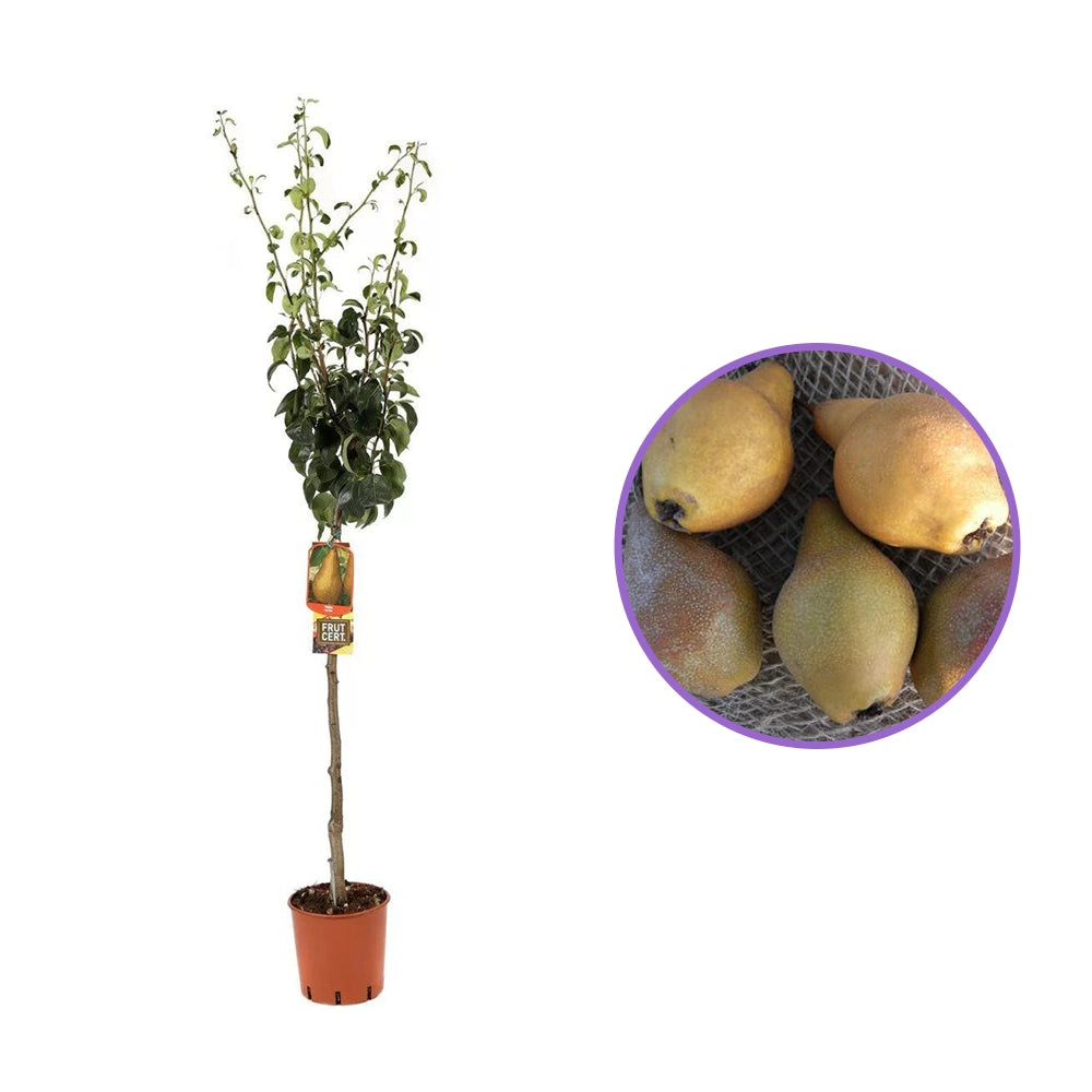 Par (Pyrus Communis) Martin Sec, cu fructe maronii dulci-acrisor, an 2 pe rod