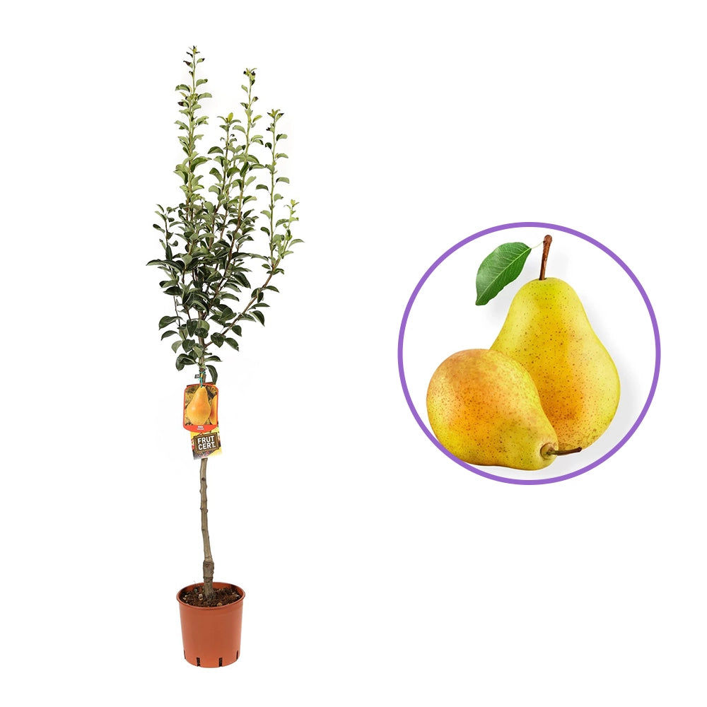 Par (Pyrus Communis) William Bianca, cu fructe galbene dulci-acrisor, an 2 pe rod