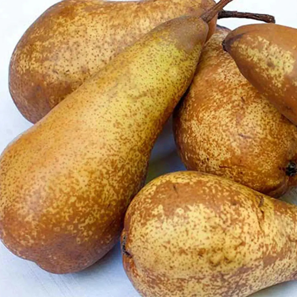 Par (Pyrus Communis) Abate, cu fructe galbene-verzui dulci aromat, an 2 pe rod