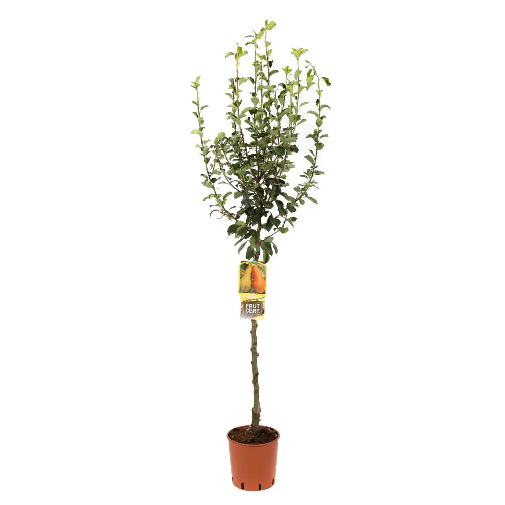 Par (Pyrus Communis) Abate, cu fructe galbene-verzui dulci aromat, an 2 pe rod