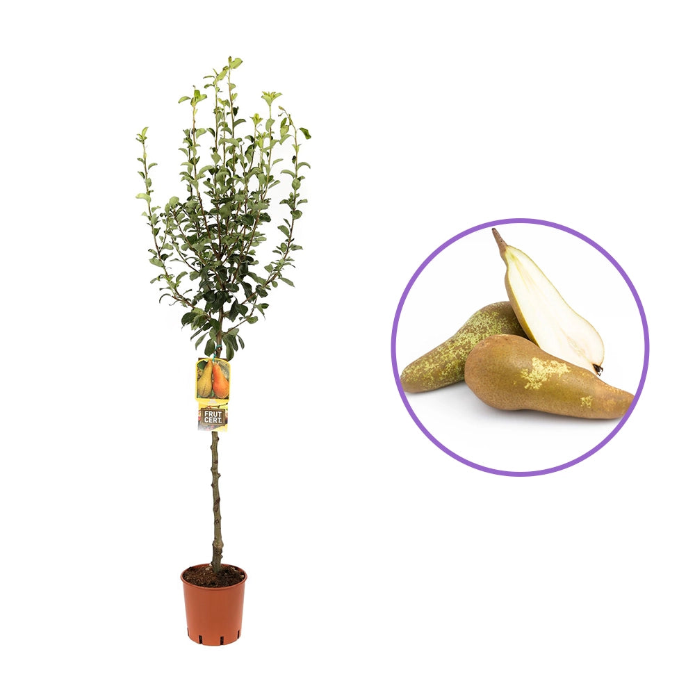 Par (Pyrus Communis) Abate, cu fructe galbene-verzui dulci aromat, an 2 pe rod