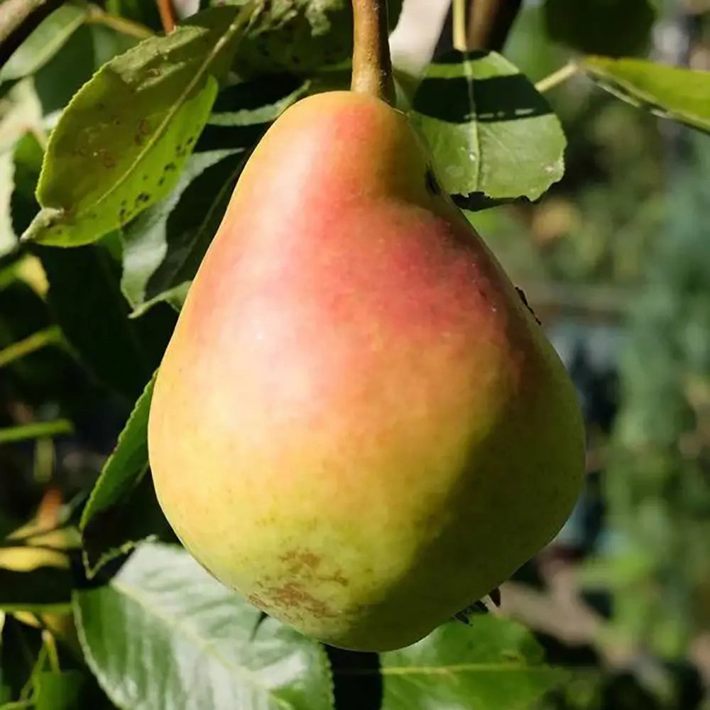 Par (Pyrus Communis) Bella Di Giugno, cu fructe verzi-roscat dulci-acrisor, an 2 pe rod