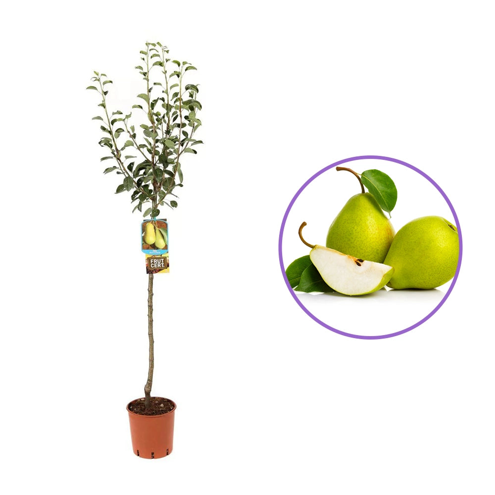 Par (Pyrus Communis) Bella Di Giugno, cu fructe verzi-roscat dulci-acrisor, an 2 pe rod