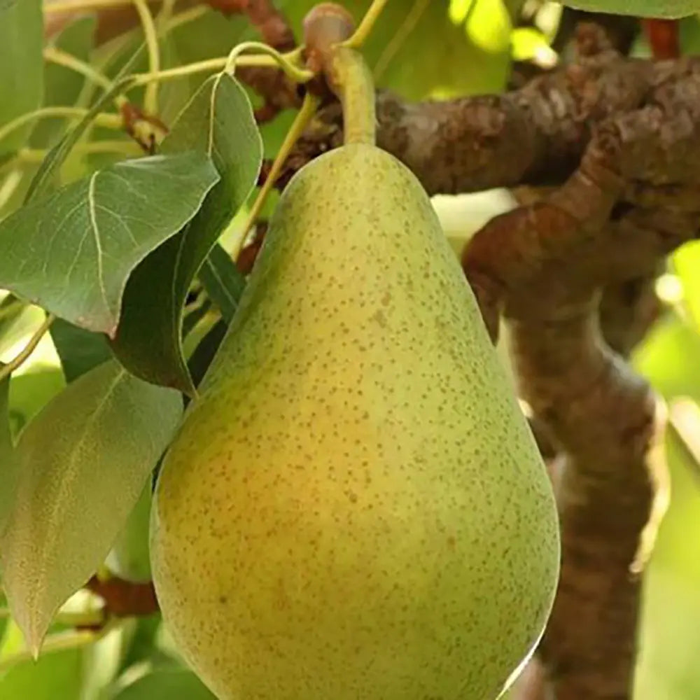 Par (Pyrus Communis) Broccolina, cu fructe verzi-galbui dulci, an 2 pe rod