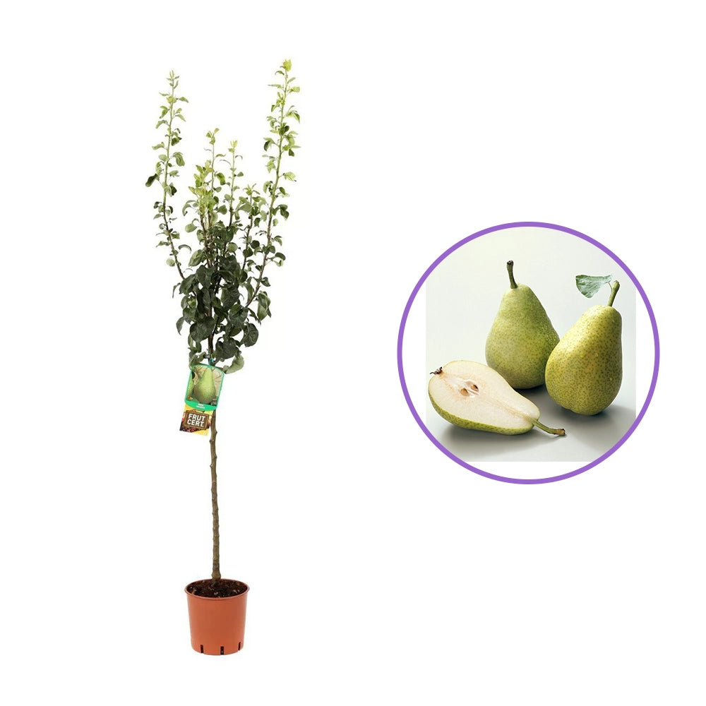 Par (Pyrus Communis) Broccolina, cu fructe verzi-galbui dulci, an 2 pe rod