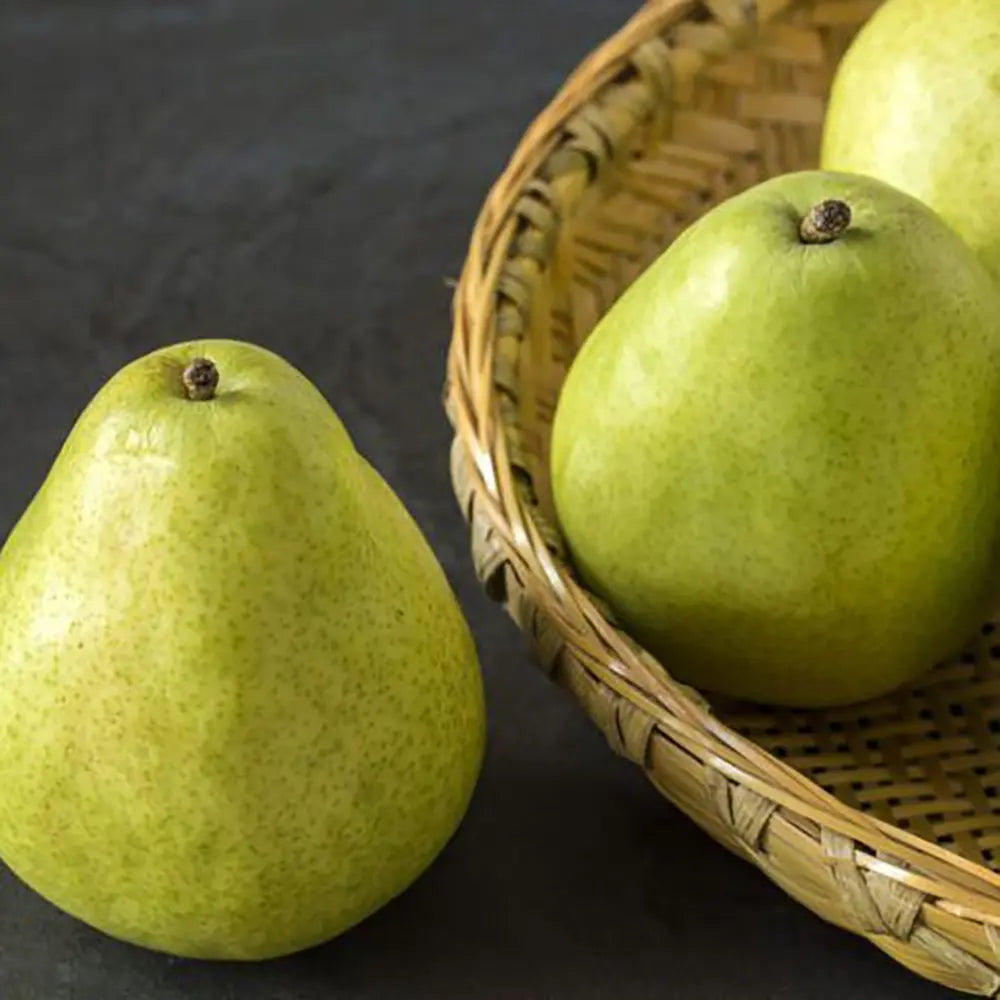 Par (Pyrus Communis) Butirra D'Anjou, cu fructe galbene-verzui dulci, an 2 pe rod