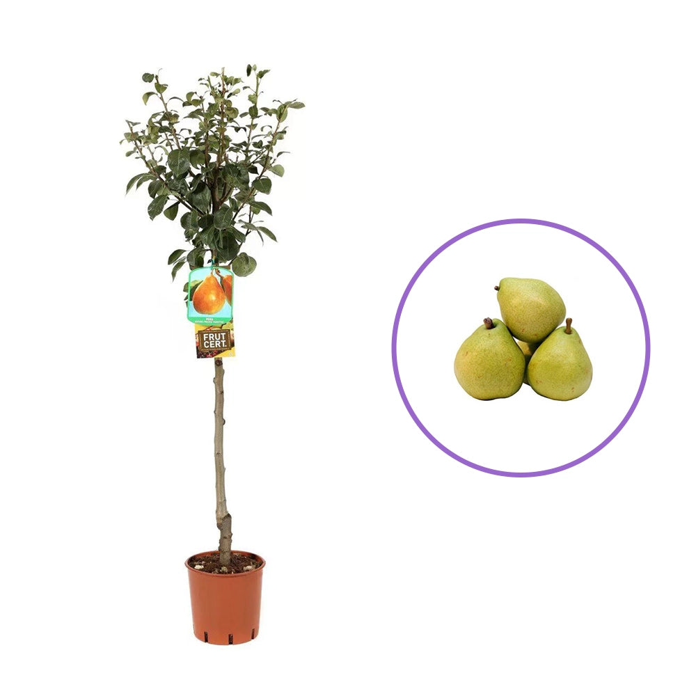 Par (Pyrus Communis) Butirra D'Anjou, cu fructe galbene-verzui dulci, an 2 pe rod