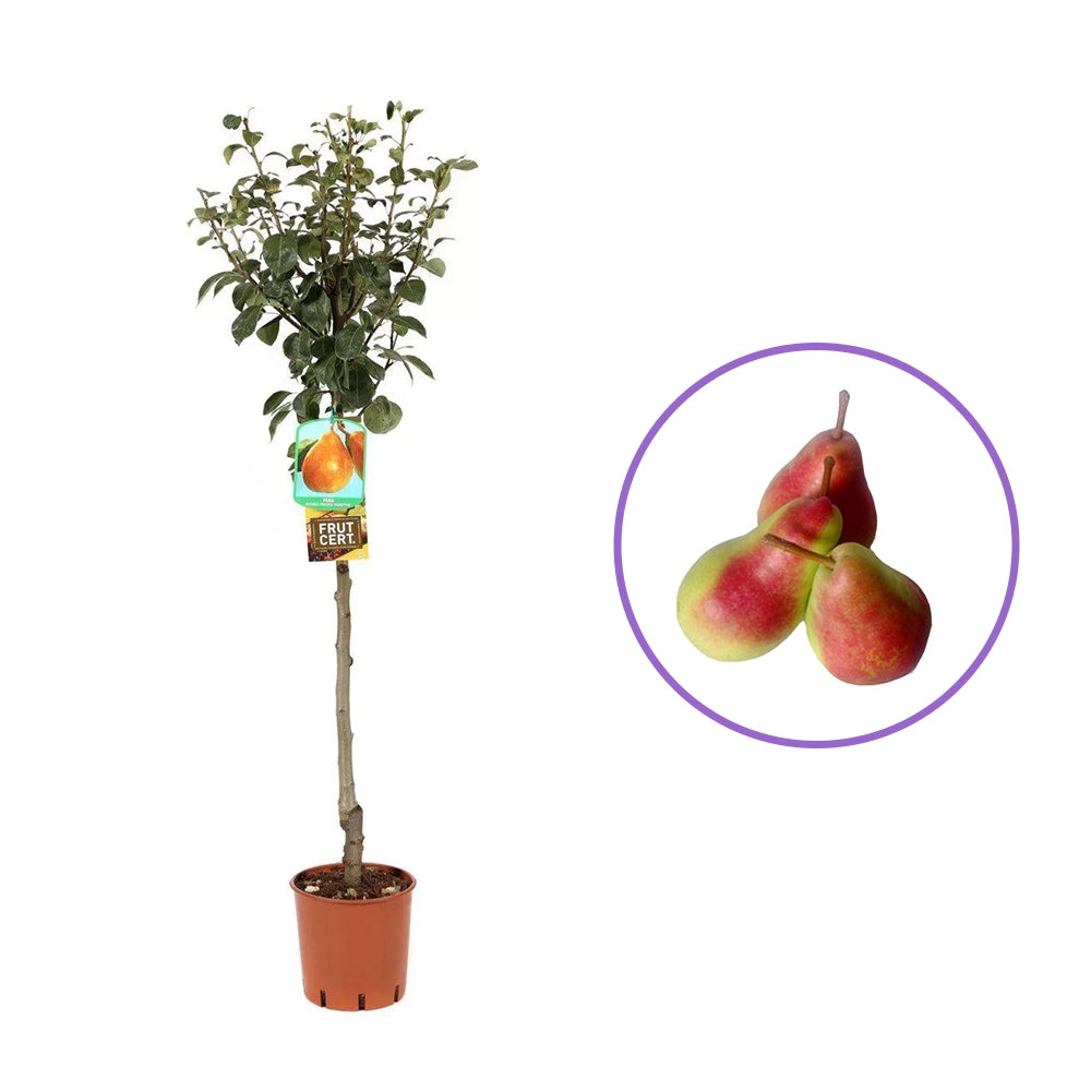 Par (Pyrus Communis) Butirra Morettini, cu fructe galbene-verzui dulci, an 2 pe rod