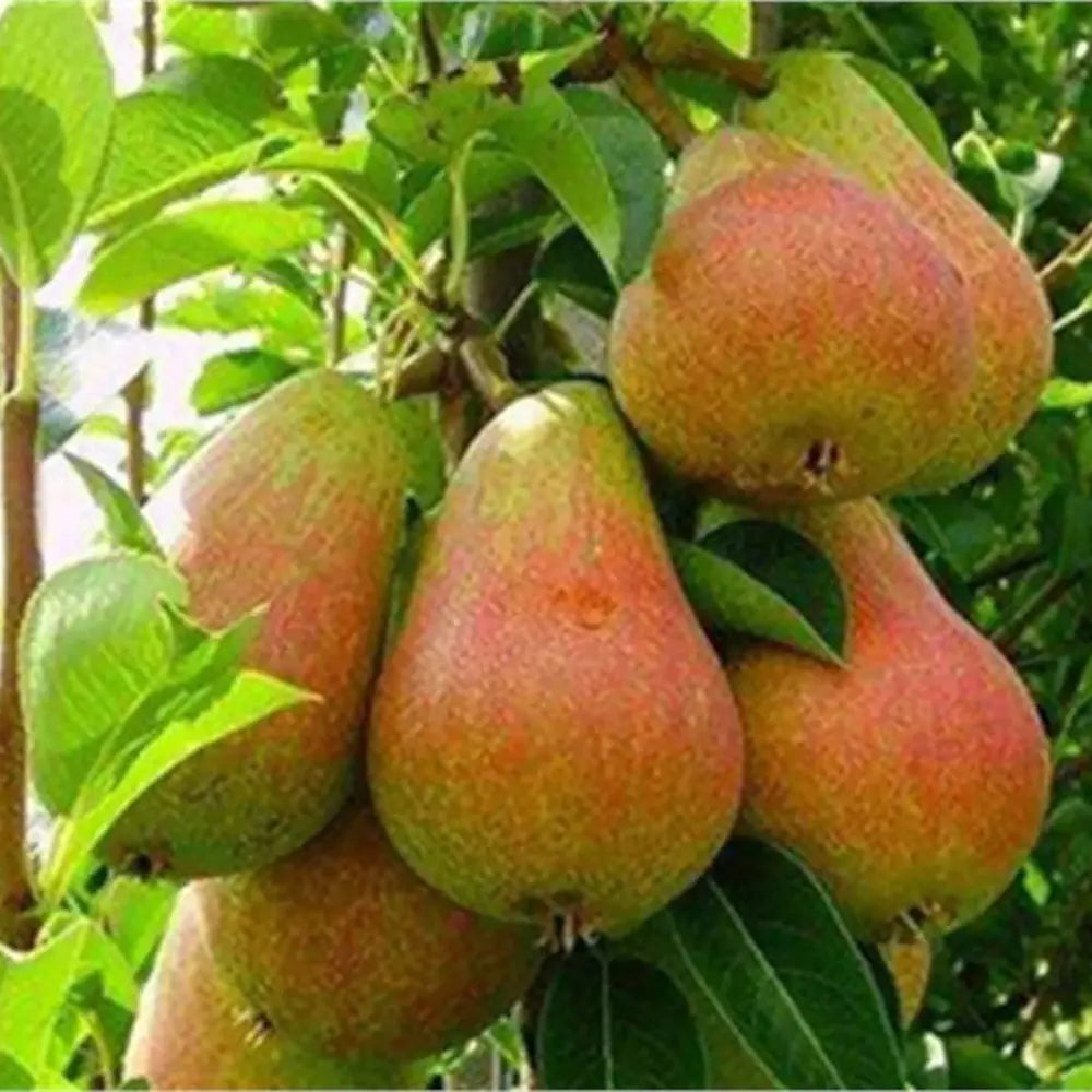 Par (Pyrus Communis) Carmen, cu fructe galbene-verzui dulci, an 2 pe rod