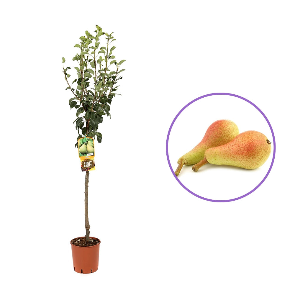 Par (Pyrus Communis) Carmen, cu fructe galbene-verzui dulci, an 2 pe rod