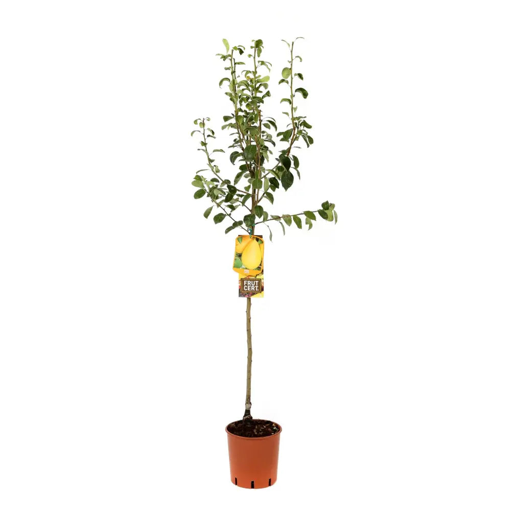 Par (Pyrus Communis) Coscia, cu fructe galbene-roscat dulci, an 2 pe rod