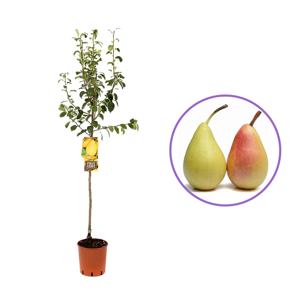 Par (Pyrus Communis) Coscia, cu fructe galbene-roscat dulci, an 2 pe rod