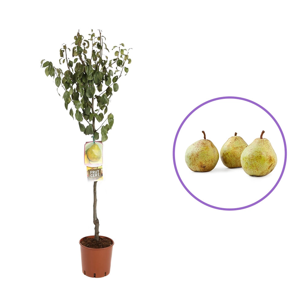 Par (Pyrus Communis) Decana Del Comizio, cu fructe galbene-verzui dulci, an 2 pe rod