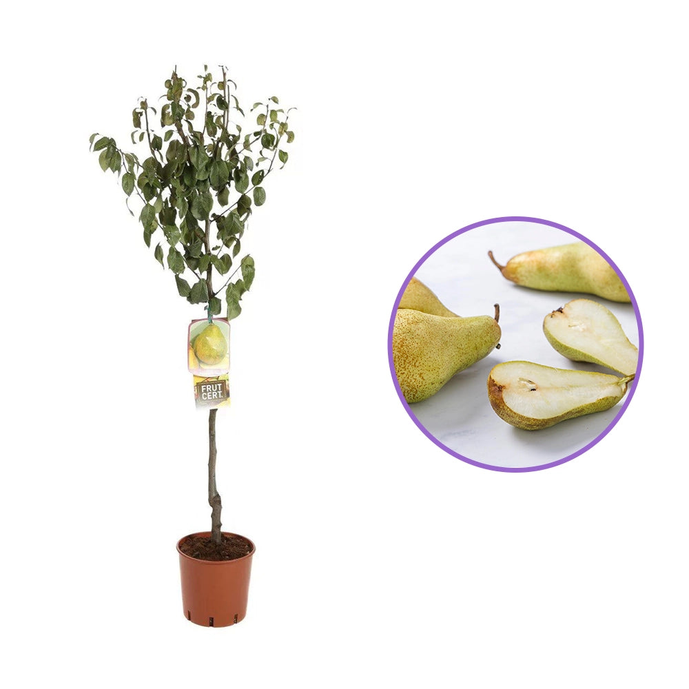 Par (Pyrus Communis) Decana D'Inverno, cu fructe galbene-verzui dulci-acrisor, an 2 pe rod