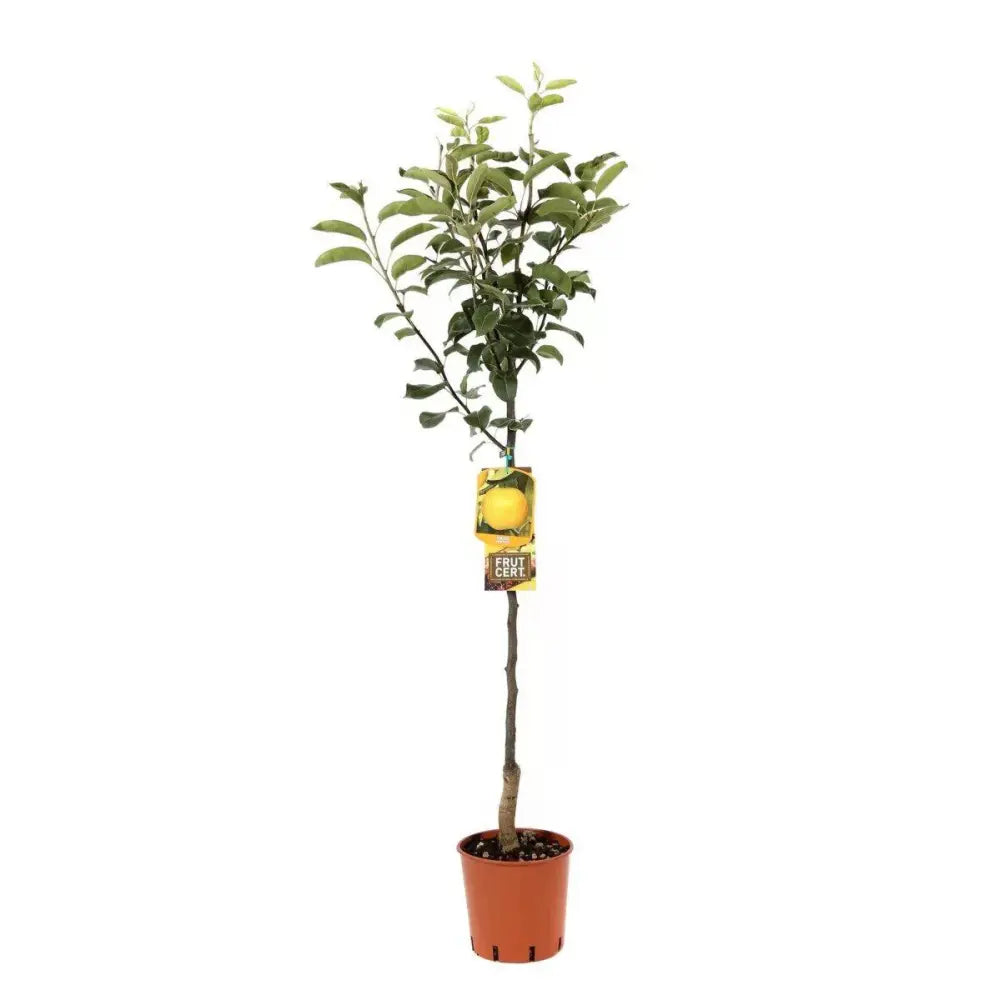 Par (Pyrus Communis) San Giovanni, cu fructe galbene-verzui dulci-acrisor, an 2 pe rod