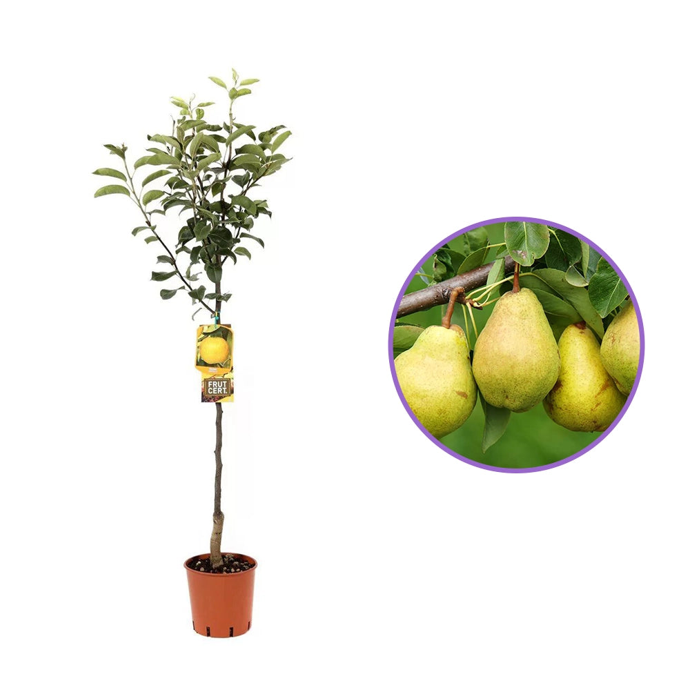 Par (Pyrus Communis) San Giovanni, cu fructe galbene-verzui dulci-acrisor, an 2 pe rod