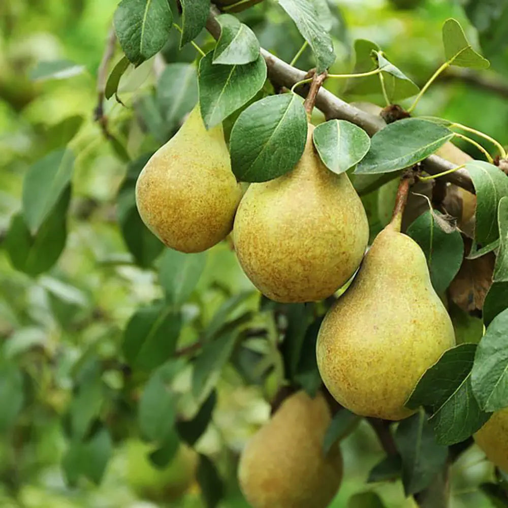 Par (Pyrus Communis) Madernassa, cu fructe maro-verzui dulci-acrisor, an 2 pe rod