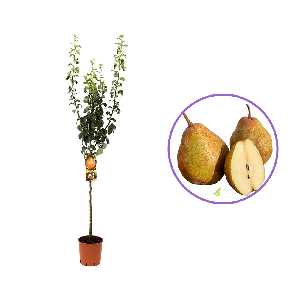 Par (Pyrus Communis) Madernassa, cu fructe maro-verzui dulci-acrisor, an 2 pe rod