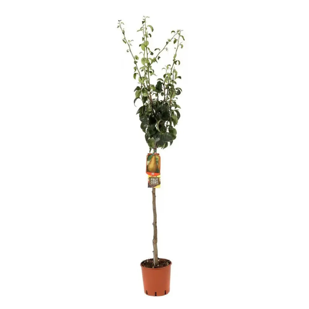 Par (Pyrus Communis) Martin Sec, cu fructe maronii dulci-acrisor, an 2 pe rod