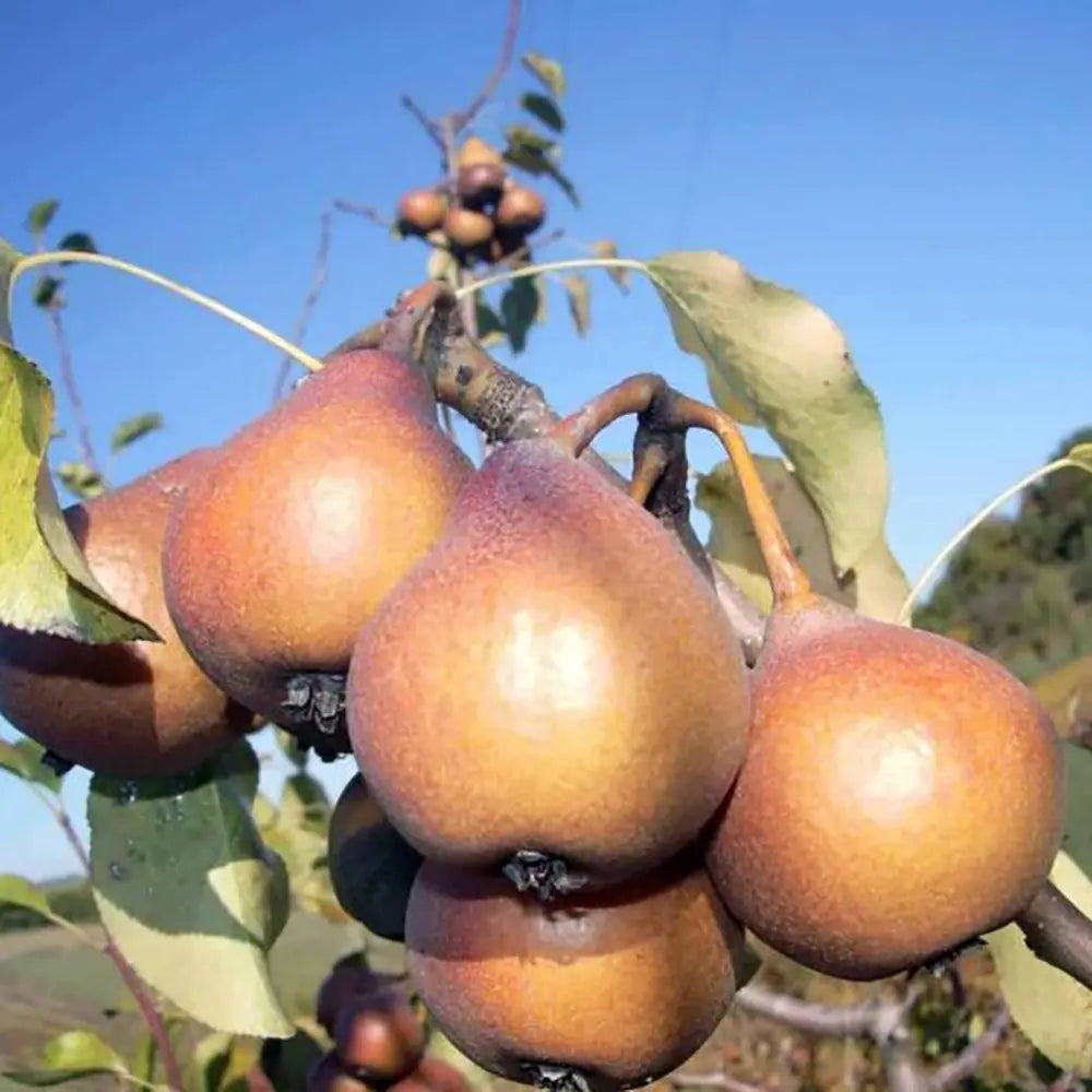 Par (Pyrus Communis) Martin Sec, cu fructe maronii dulci-acrisor, an 2 pe rod