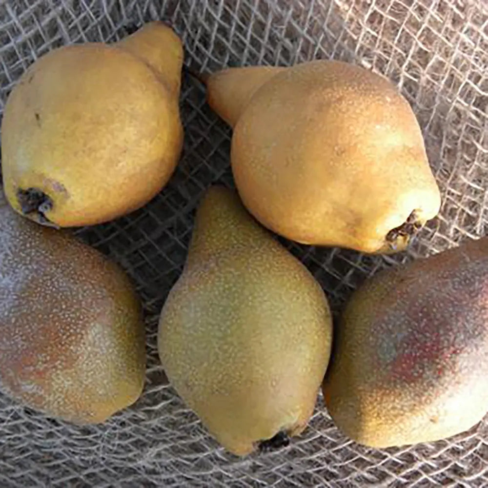 Par (Pyrus Communis) Martin Sec, cu fructe maronii dulci-acrisor, an 2 pe rod