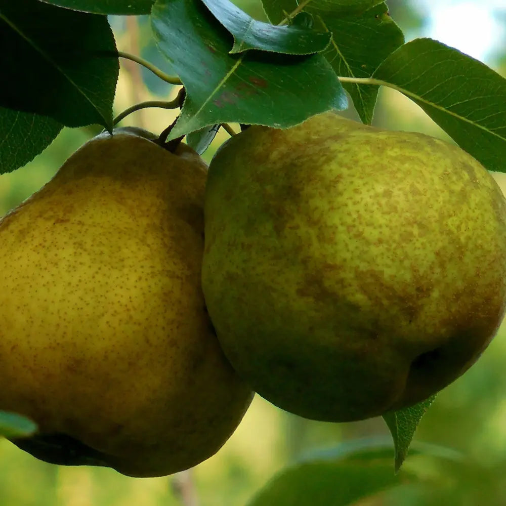 Par (Pyrus Communis) Passa Grassana, cu fructe verzi-galbiu dulci-acrisor, an 2 pe rod