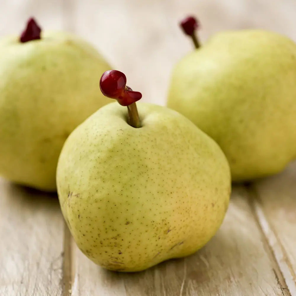 Par (Pyrus Communis) Passa Grassana, cu fructe verzi-galbiu dulci-acrisor, an 2 pe rod