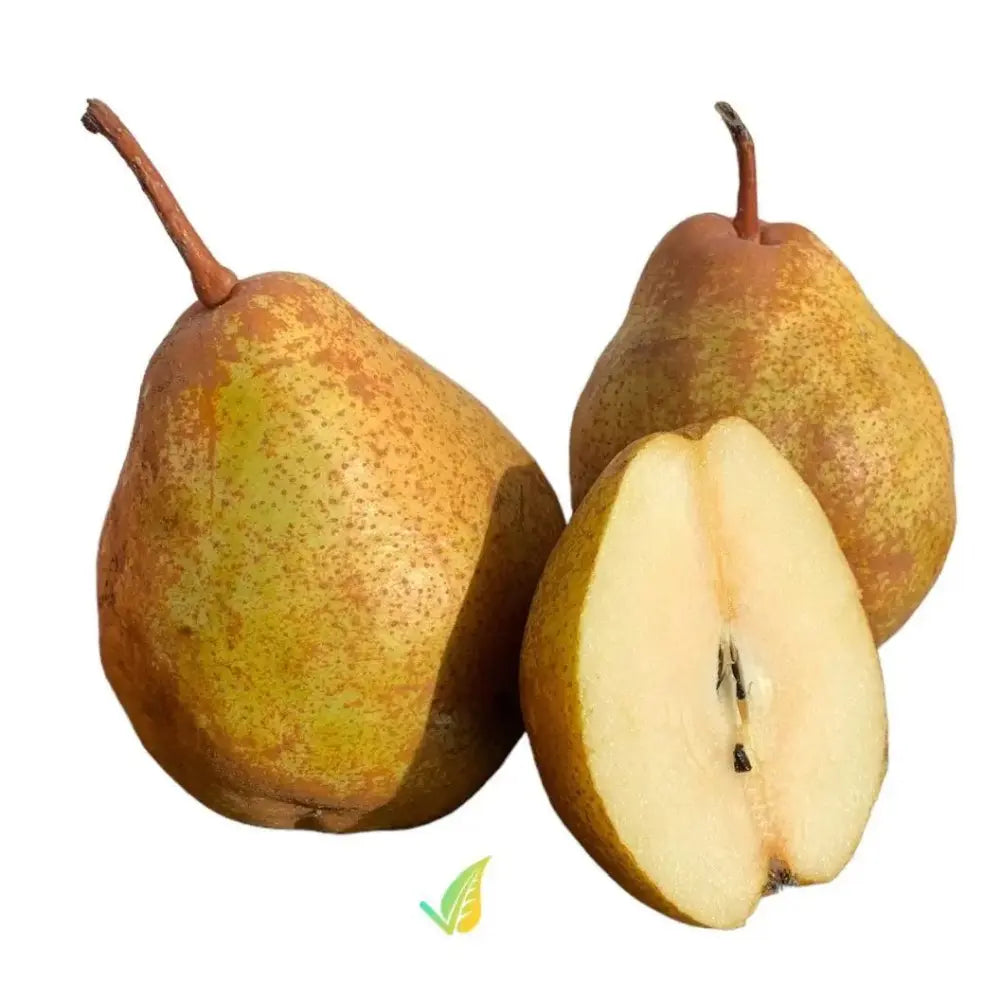 Par (Pyrus Communis) Madernassa, cu fructe maro-verzui dulci-acrisor, an 2 pe rod