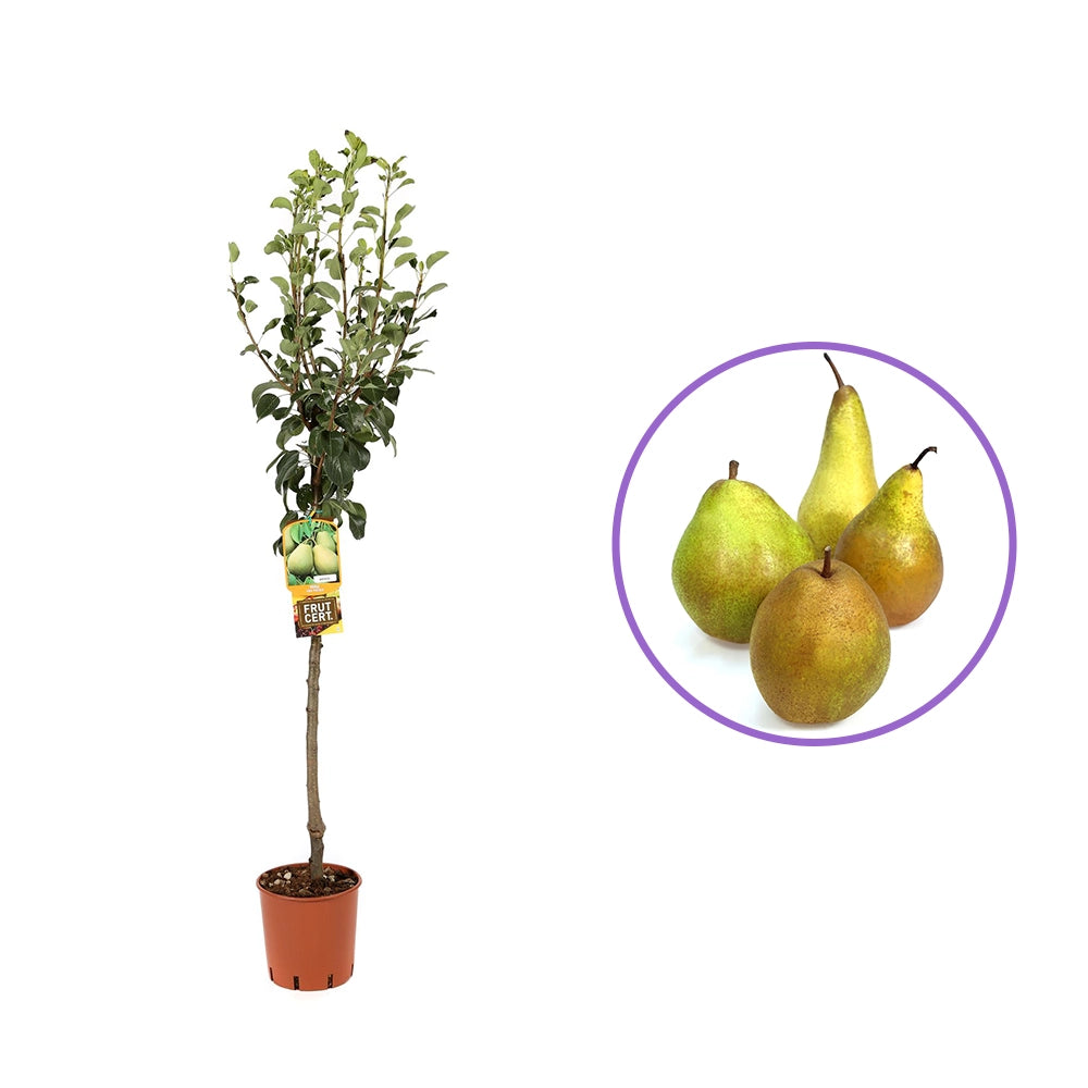 Par (Pyrus Communis) San Pietro, cu fructe galbene-verzui dulci, an 2 pe rod