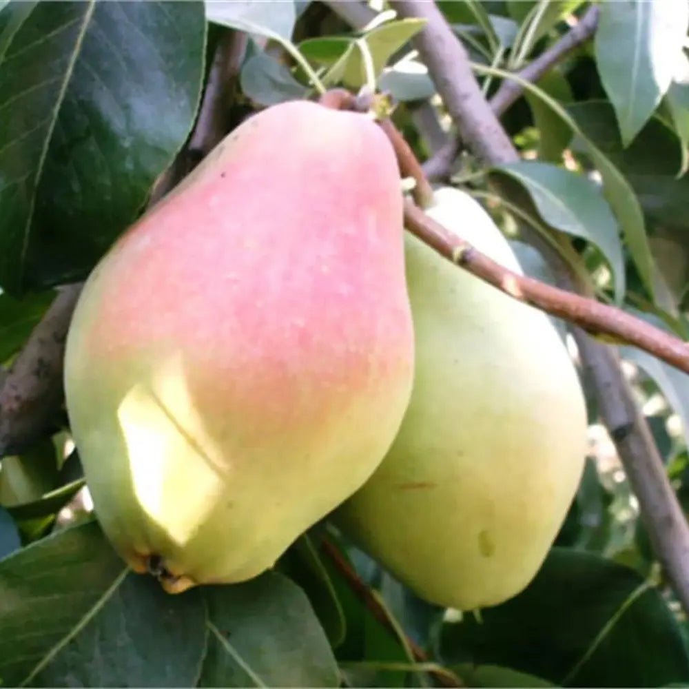 Par (Pyrus Communis) Santa Maria, cu fructe galbene-roscat dulci-acrisor, an 2 pe rod