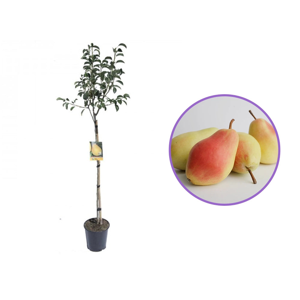 Par (Pyrus Communis) Santa Maria, cu fructe galbene-roscat dulci-acrisor, an 2 pe rod