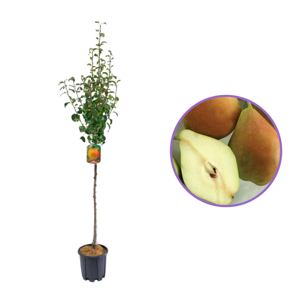 Par (Pyrus Communis) Spadona, cu fructe galbene-maroniu dulci-acrisor, an 2 pe rod